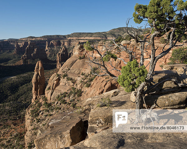 Vereinigte Staaten von Amerika  USA  Felsbrocken  Ehrfurcht  schlank  rot  Ansicht  Schlucht  Colorado  Sandstein