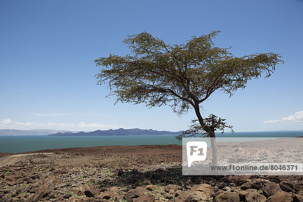 Barren scenery around Loyangalani  Lake Turkana  Kenya