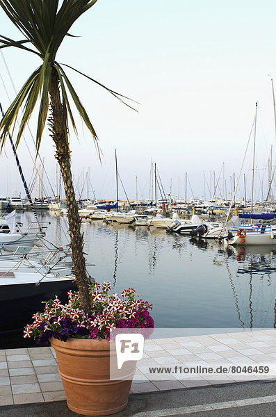 Flower pot with palm tree with boats on background  Porto San Giorgio  Marche  Italy