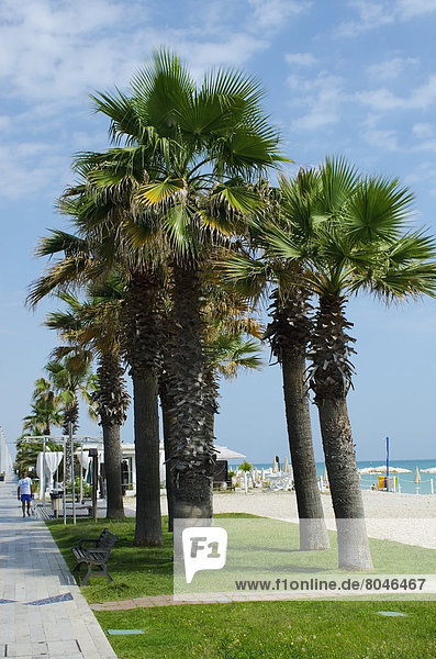 White pebble beach with grass  palm trees and sea  Porto Sant'Elpidio  Marche  Italy