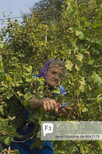 Senior woman grape picking  Podravje  Maribor region  Slovenia