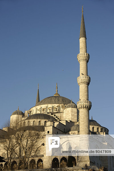 Truthuhn  Außenaufnahme  blau  Istanbul  Moschee  Türkei