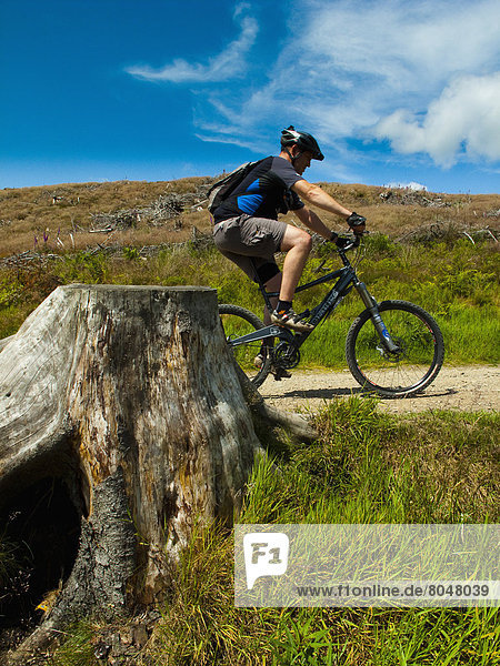 Mountain Biker passing cut down tree stump in cleared area of forest near Peebles  Glentree forest  Tweed Valley  Scotland  UK