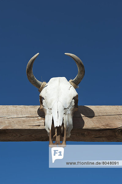 Animal skull hanging on wooden beam  Texas  USA