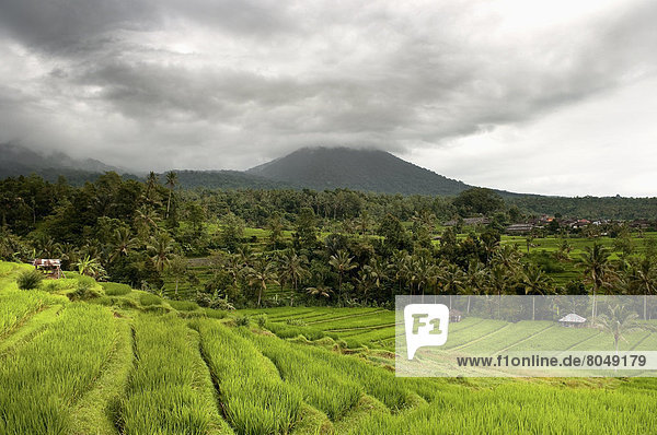 Indonesia  Landscape with rice terrace and forest  Bali