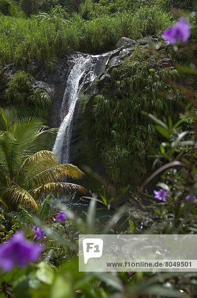Concord Waterfall at St John district  Grenada  Caribbean