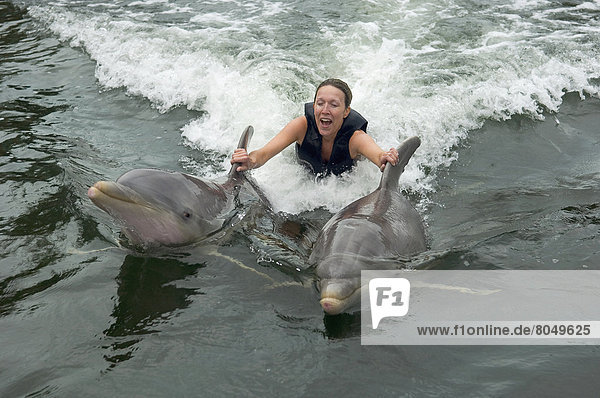 Young woman swimming with Dolphins at Dolphin Plus  Dolphin and Marine Mammal Research and Education Facility  Key Largo  Florida Keys  Florida  USA