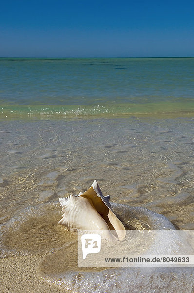 Conch shell on sandy beach Key West Florida Keys Florida USA