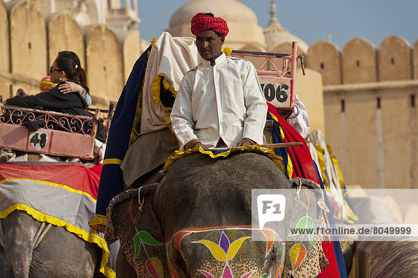 Elephants going up and down path to Amber Fort  Jaipur  Rajasthan  India