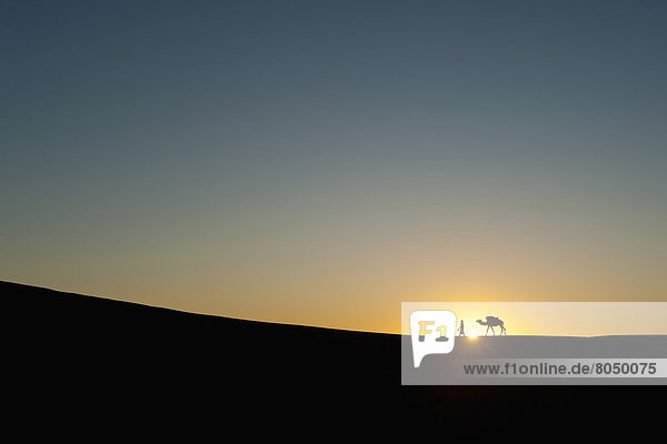 Silhouette of Berber 'Blue man' leading camel across sand dunes at dusk in Erg Chebbi near Merzouga  Sahara Desert  Morocco