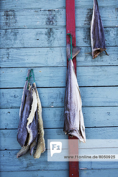 Cod drying on outside of house  Nuuk  Greenland