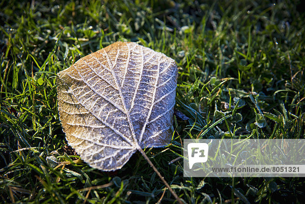 First autumn leaf laying on grass  Copenhagen  Denmark
