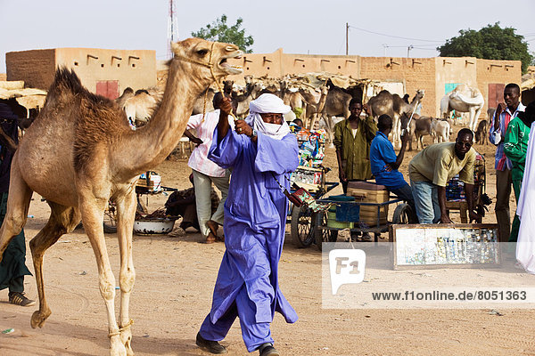 Man wearing traditional clothing with camel on livestock market  Agadez  Air Region  Niger