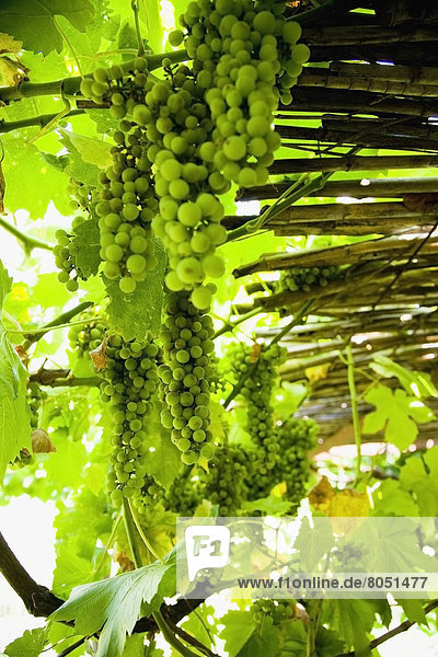 grün  Weintraube  Griechenland  Reben