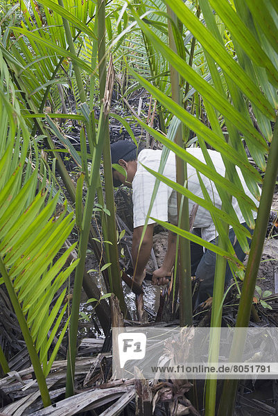 Baum  sammeln  Bauer  Saft  Myanmar  Mangrove