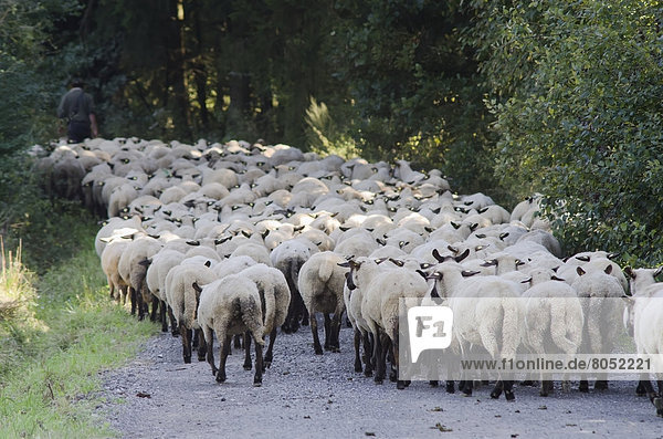 Shepherd with his herd of sheep  Kaufungen  Germany
