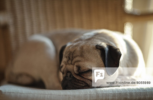 Pug dog lying in a cane chair
