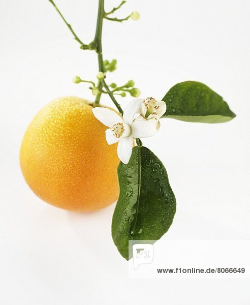 Orange mit Blüten am Zweig