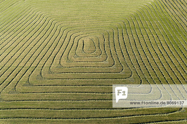 Agriculture. Aerial view over a plot of land with swathes of grass. Land art.