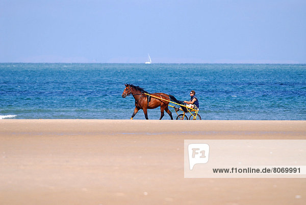 'Sulky and horse on a beach along the ''Cote d'Opale'' coast (62)'