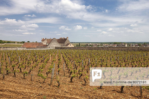 Vineyard in the surrounding area of Clos Vougeot in Burgundy in spring