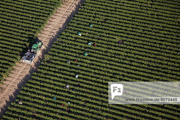 Frankreich  Wein  Traktor  ernten  Mittelpunkt  Führung  Anleitung führen  führt  führend  Ansicht  Zimmer  Luftbild  Fernsehantenne  Aquitanien  Bordeaux  Gironde  Reben  Weinberg