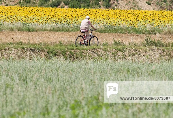 Romans-sur-Isere (26). 2011/06/27. Elderly man riding a bicycle on a country road running along a field of sunflowers.