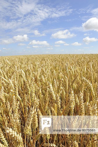 Agriculture: cereal crop  wheatfield and blue sky