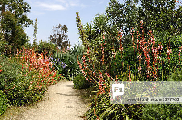 A path of the exotic garden in Roscoff  bordered with flowers with bright colours.