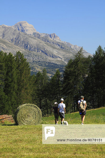 Devoluy (05) : Family having a walk at the bottom of the mountain range  in a field in the Hautes Alpes department  with mountains and firetrees in the background