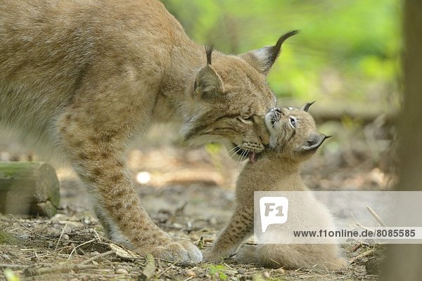 Junger Eurasischer Luchs (Lynx lynx) mit Mutter in einem Wald  Bayern  Deutschland