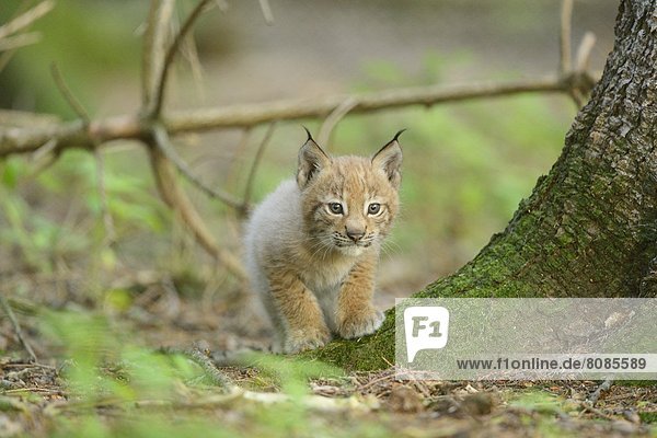 Junger Eurasischer Luchs (Lynx lynx) in einem Wald  Bayern  Deutschland