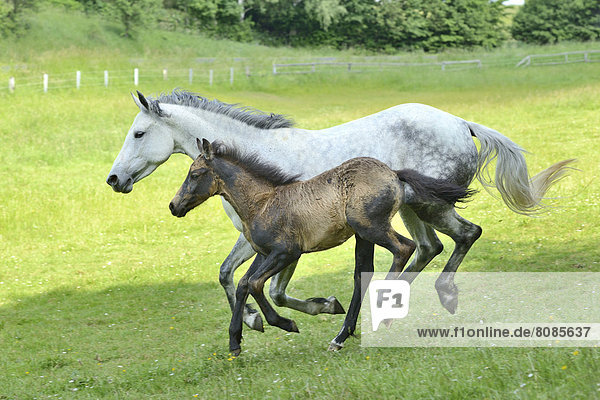 Connemara horse mare with foal running on a paddock