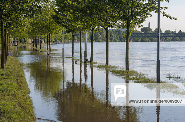 Flood waters of the flooded Main River