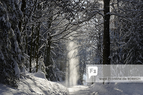 Verschneiter Waldweg  Schnee rieselt von den Bäumen