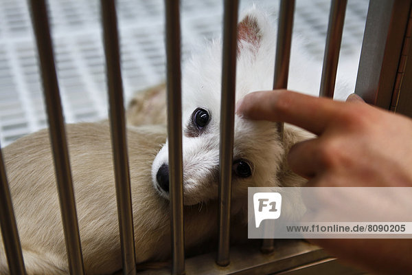 Ein Hund im Tierheim wird durch die Gitterstäbe gestreichelt