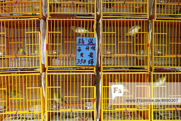 Exotische Singvögel in Käfigen auf dem Vogelmarkt von Hongkong