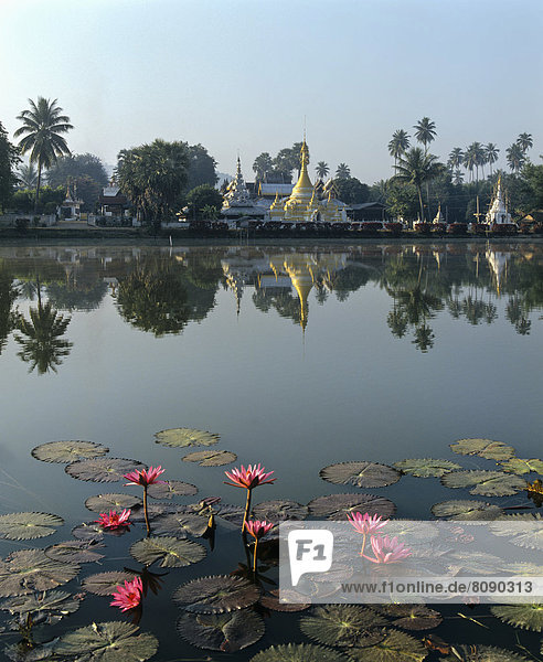 Chedi des Wat Chong Kham und Wat Chong Klang spiegeln sich im See Nong Jong Kham  Lotusblüten  Lotus-Teich