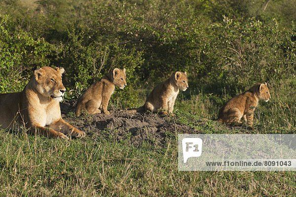 Löwin (Panthera leo) mit ihren drei Löwenbabys im Morgenlicht