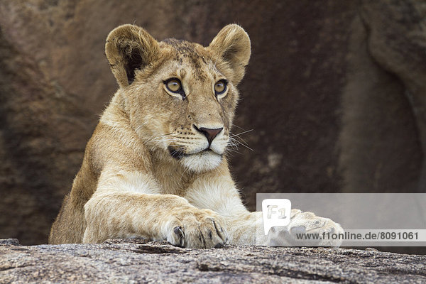 Junger Löwe (Panthera leo) auf einem Felsen