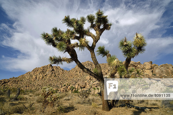Josua-Palmlilie oder Josuabaum (Yucca brevifolia)