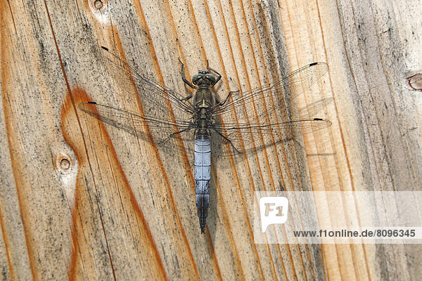 Black-tailed Skimmer (Orthetrum cancellatum)  male resting on a board