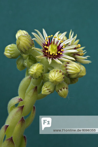 Houseleek (Sempervivum grandiflorum)  flowering