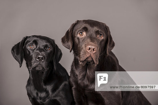 Schwarzer und brauner Labrador Retriever  Portrait