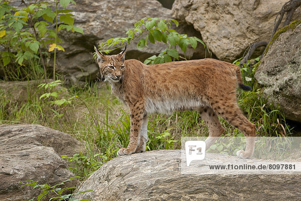Eurasischer Luchs (Lynx lynx) steht auf einem Felsen  captive