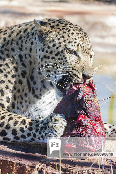 Leopard (Panthera pardus) kaut an einem Fleischbrocken