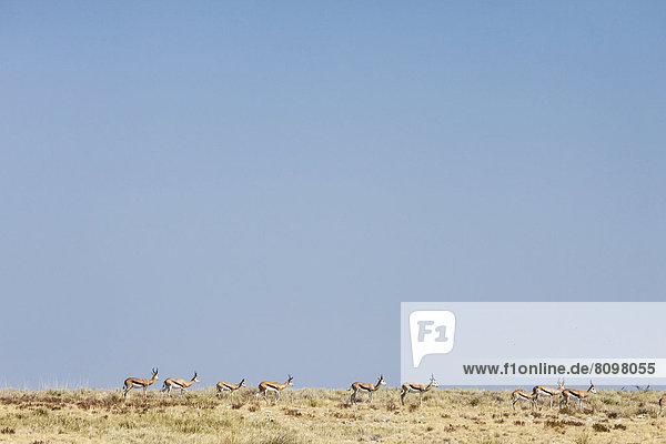 Springböcke (Antidorcas marsupialis)  Herde in der Savanne