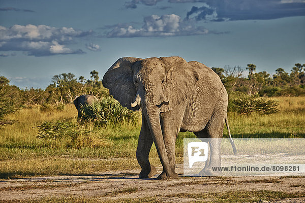 Agressiver männlicher afrikanische Elefant  Loxodonta africana  Chitabe  Okavangodelta  Botswana  Südafrika  Afrika