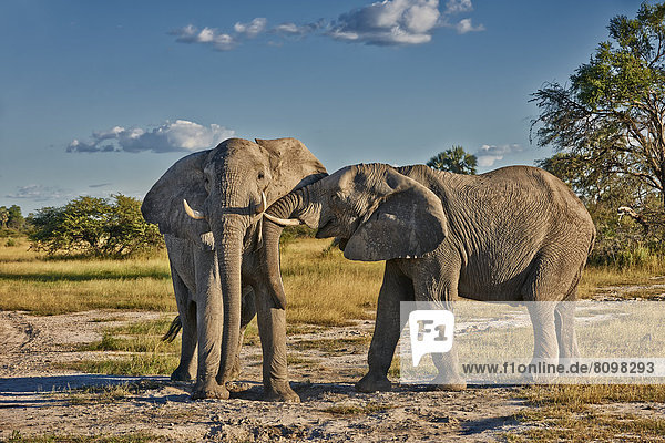 Kämpfende männliche afrikanische Elefanten,  Loxodonta africana,  Chitabe,  Okavangodelta,  Botswana,  Südafrika,  Afrika