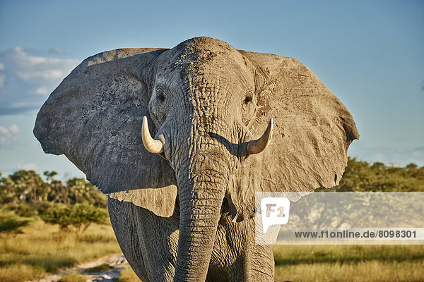 Agressiver männlicher afrikanische Elefant,  Loxodonta africana,  Chitabe,  Okavangodelta,  Botswana,  Südafrika,  Afrika